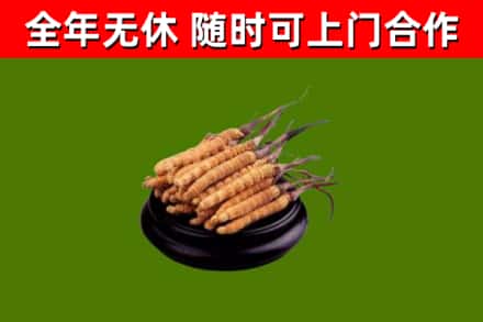 鲁甸烟酒回收冬虫夏草.jpg
