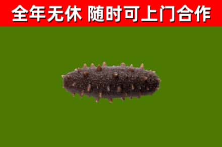 鲁甸烟酒回收干海参.jpg